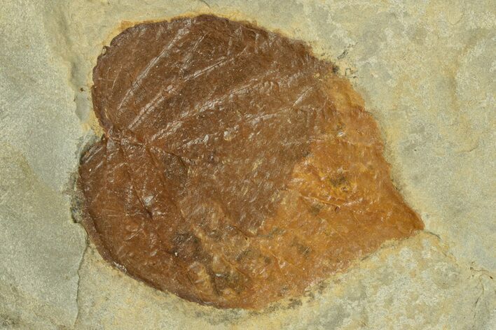 Fossil Leaf (Davidia) - Montana #269461